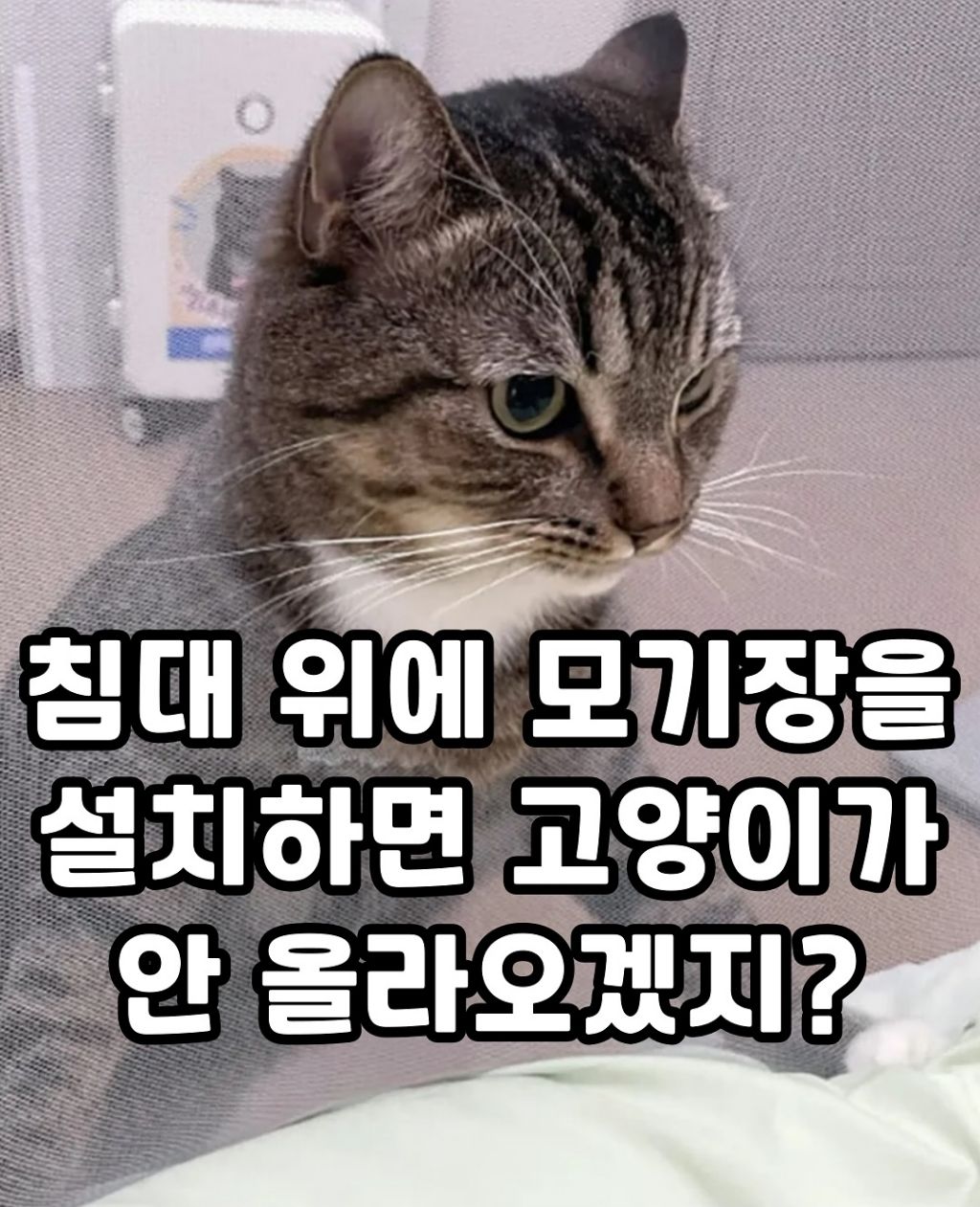 고양이는 올라가지 않았다 | 인스티즈