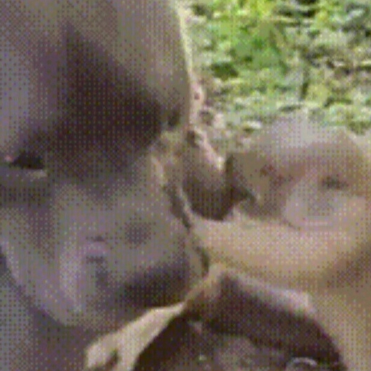 땅 파는데 방해하는 댕댕이.gif | 인스티즈