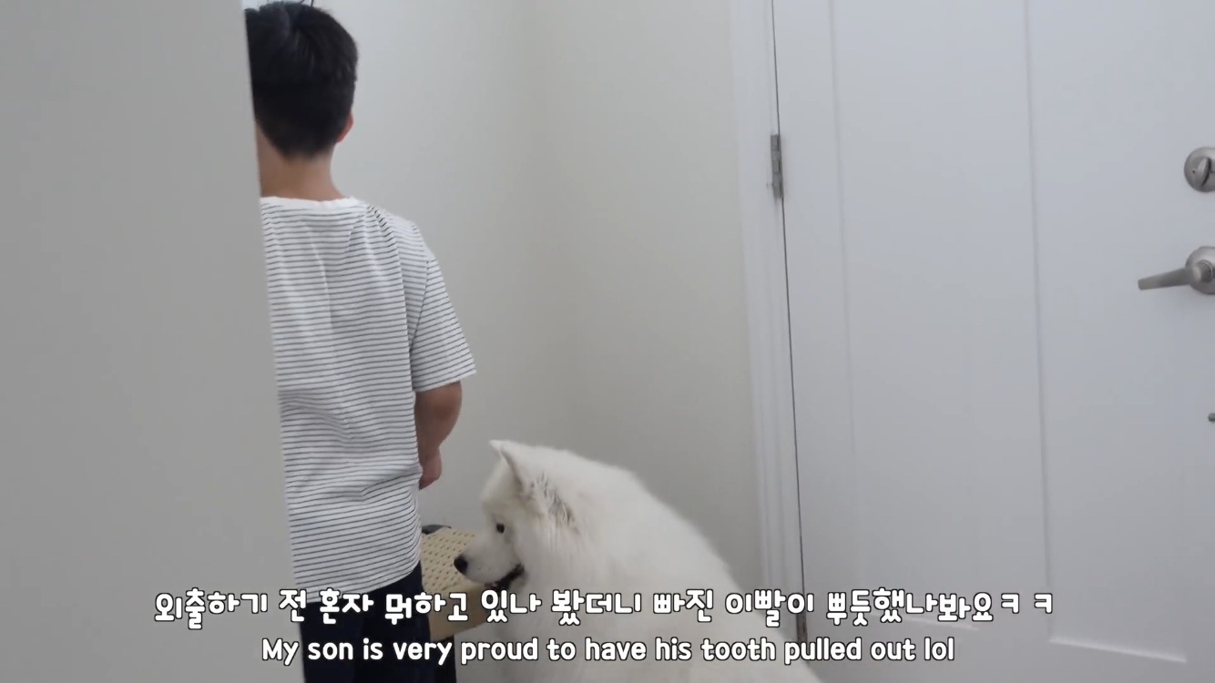 사모예드와 흔들리는 이 뽑는 법 | 인스티즈