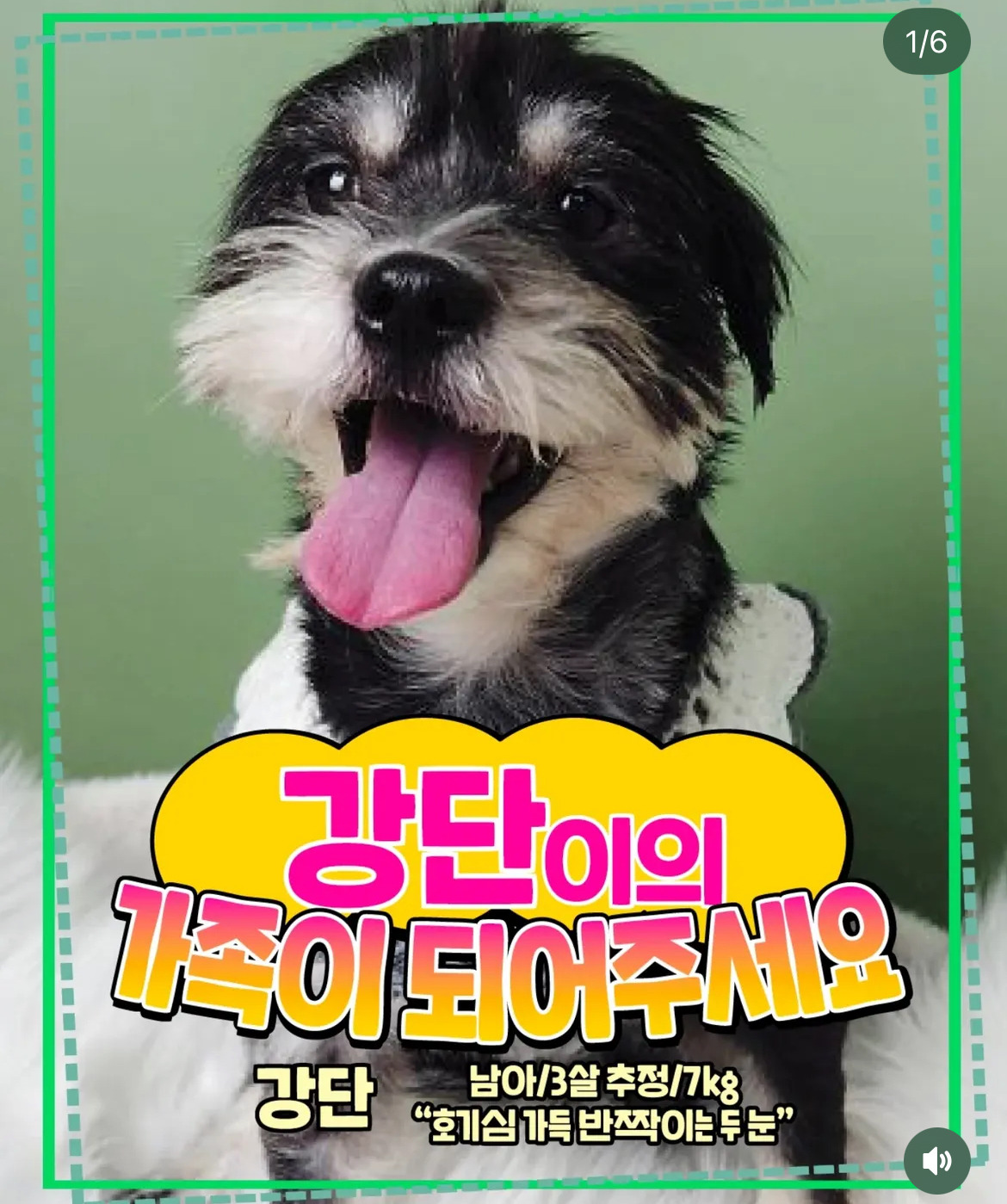 펫샵가서 100만원주고 강아지 분양할래? | 인스티즈