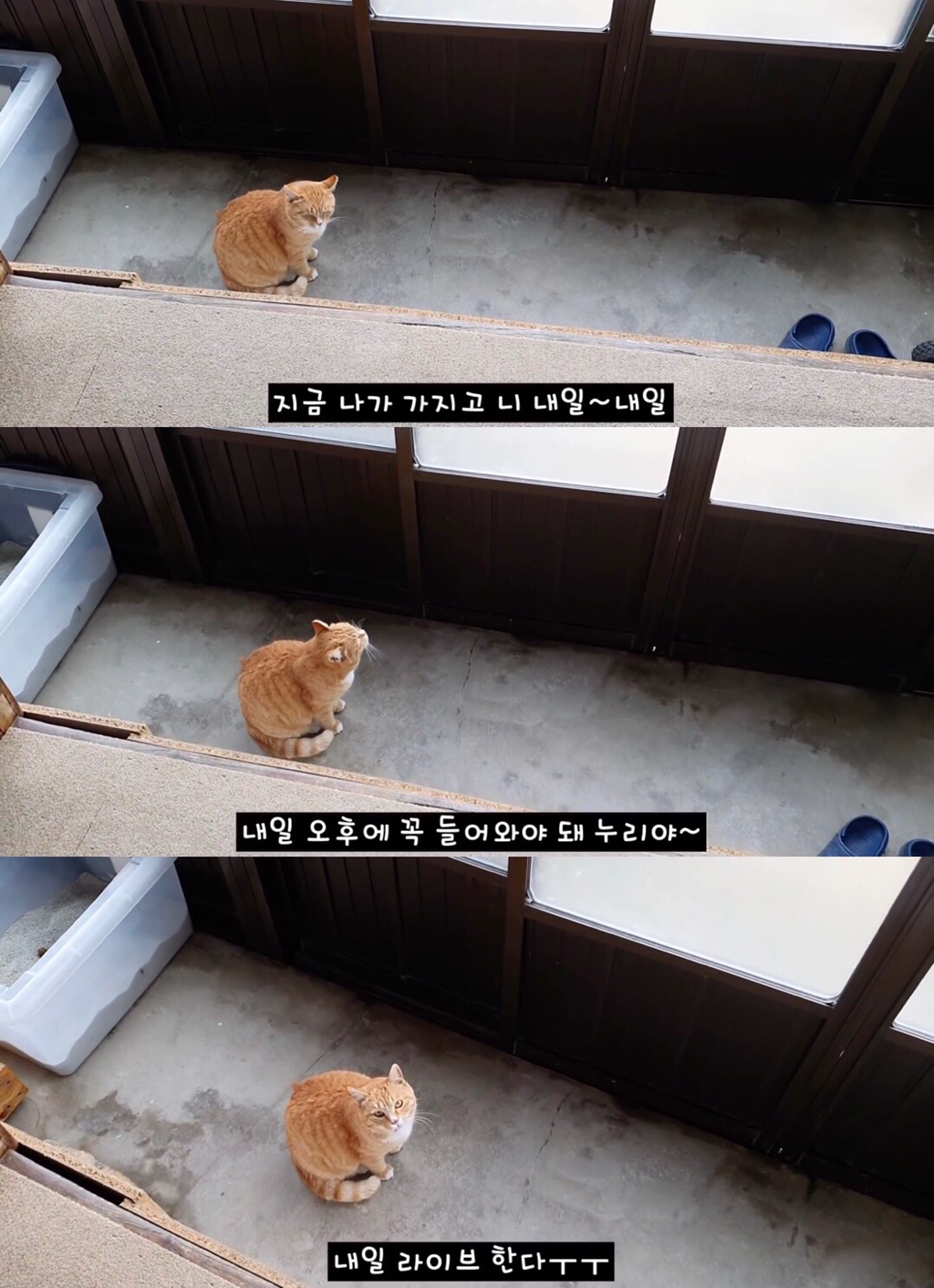 [매탈남] 시간 약속 기가막히게 지키는 천재 고양이 | 인스티즈