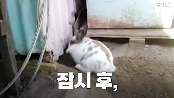 창고밑에 갇힌 고양이를 구하려는 토끼 | 인스티즈