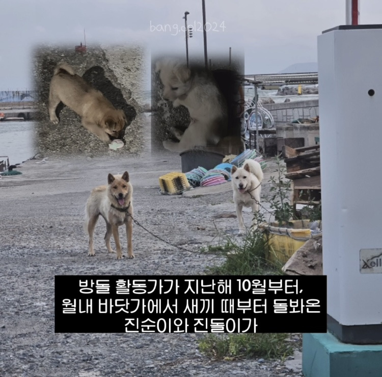 [입양홍보] 개장수에게 팔렸다 되찾아온 방치견 진순이·진돌이, 평생 가족을 찾아요! (부산/울산/전국) | 인스티즈