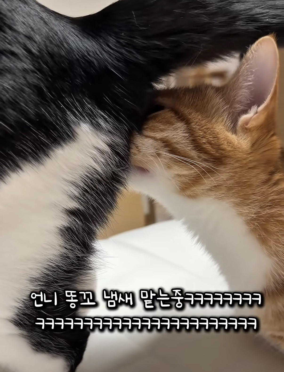 언더월드] 첨지 똥꼬냄새 맡고 혼미해진 칠복이 - 악플달면 쩌리쩌려버려 - ＊여성시대＊ 차분한 20대들의 알흠다운 공간