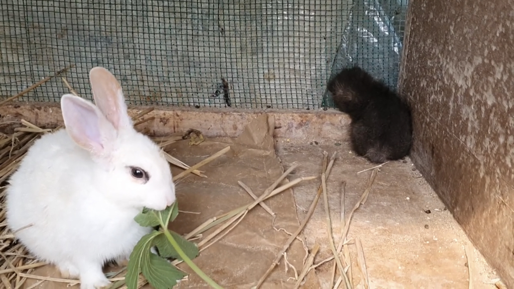 귀여운 너구리와 아기토끼 싸우지않고 같이 잘 지내요!!! | 인스티즈