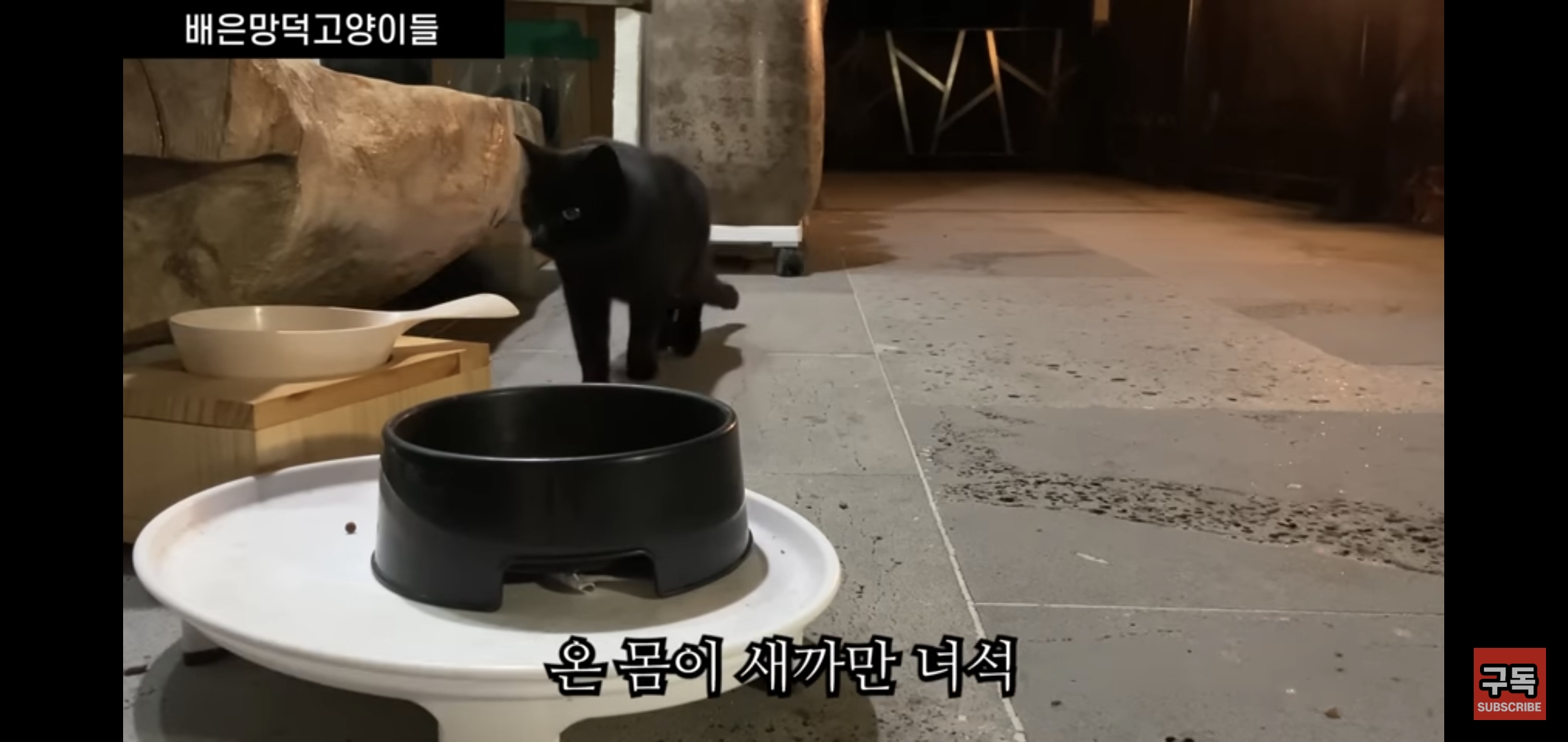 집 마당에 고양이가 나타나는 족족 다 잡아버리는 유튜버..jpg | 인스티즈