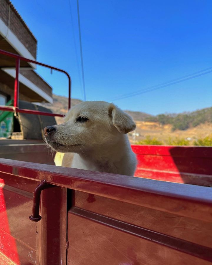 강아지 짱절미 투병근황 | 인스티즈