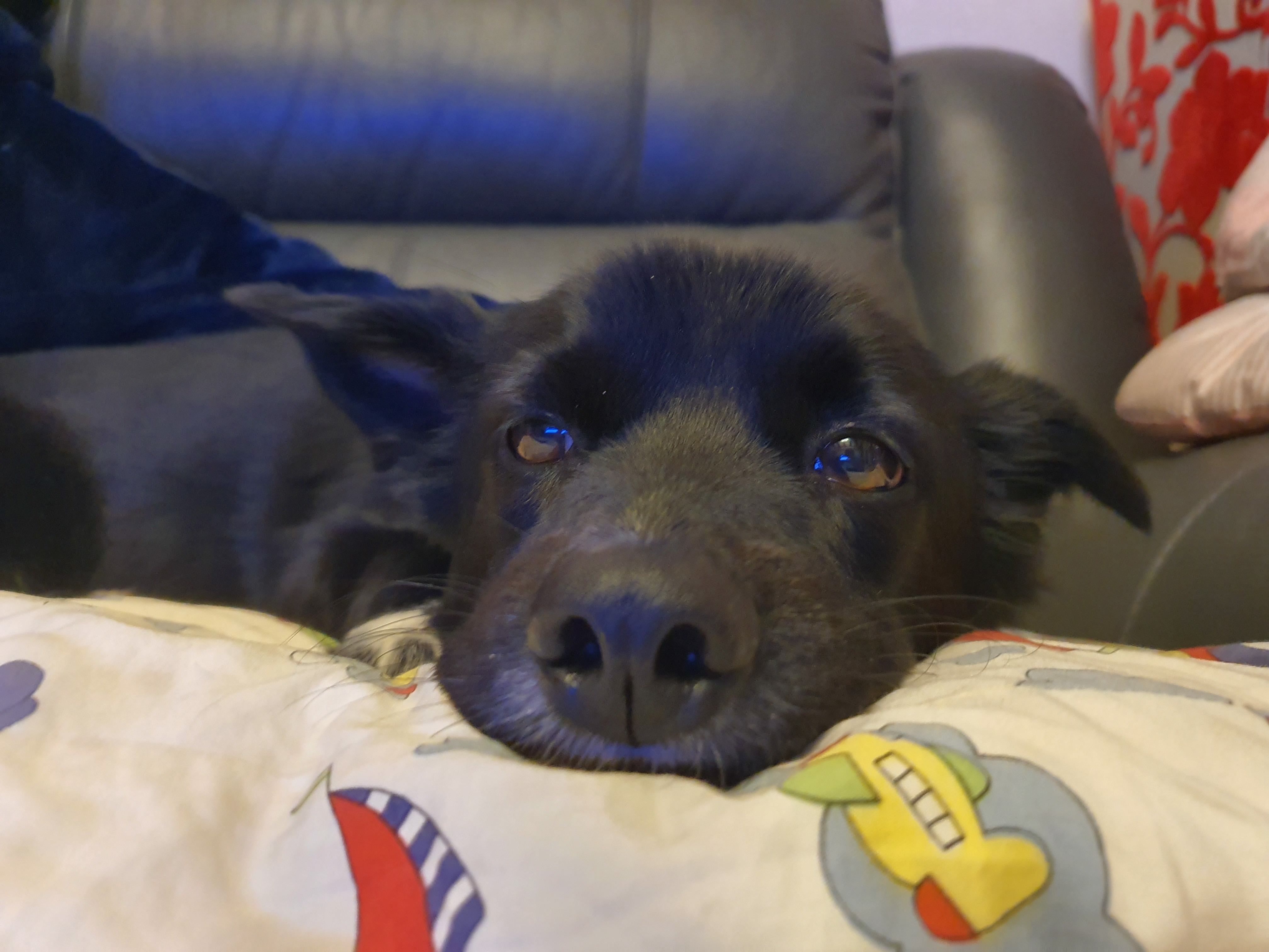 동네 친한 강아지 새끼낳았는데 나 자꾸 따라다녀 (동물농장/ 사진많음) +사진추가 | 인스티즈