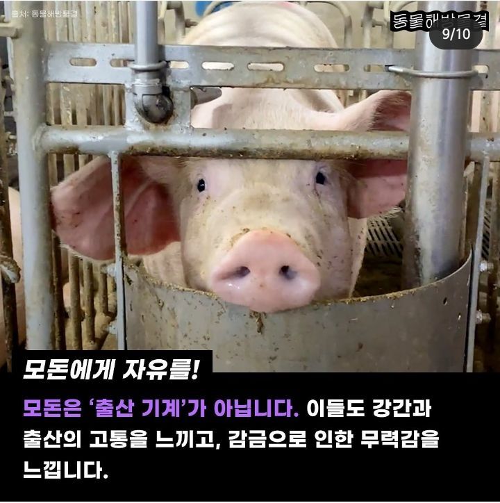 죽을때까지 강제 임신과 출산을 하는 출산기계 | 인스티즈
