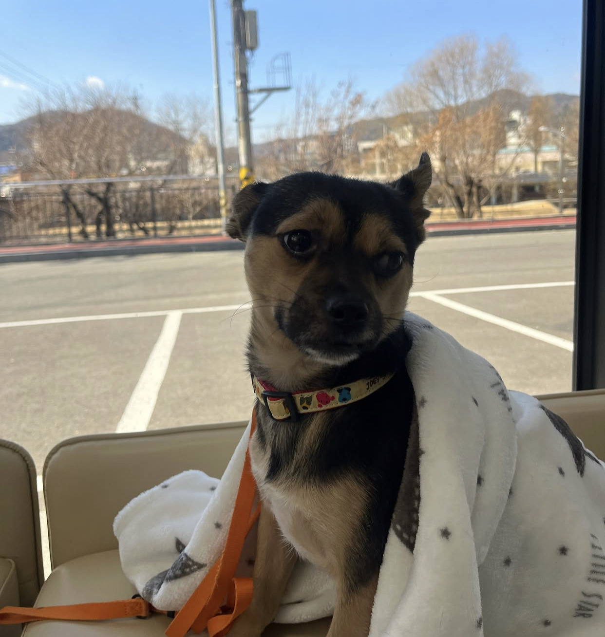 어느 고등학생 눈에 띈 교통사고 당한 유기견 근황 | 인스티즈