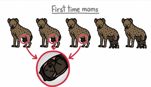 🙋‍♀️암컷 하이에나가 갖고 있는 신체적 특징이 뭔지 알아?🙋‍♀️ | 인스티즈