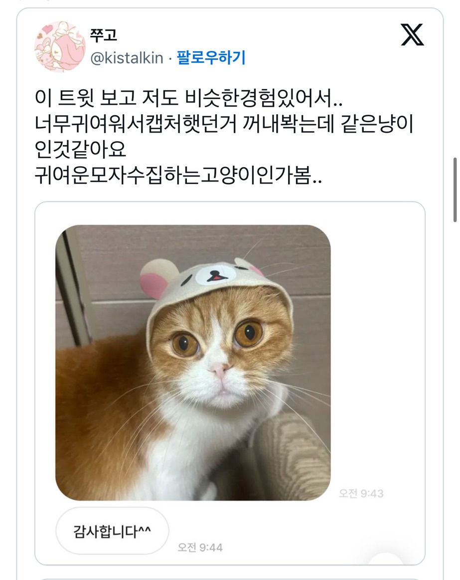 중고거래 구매자가 자꾸 이모티콘을 보내서 무서웠는데 알고 보니 고양이였음.twt (귀여우니까 보고 힐링해) | 인스티즈