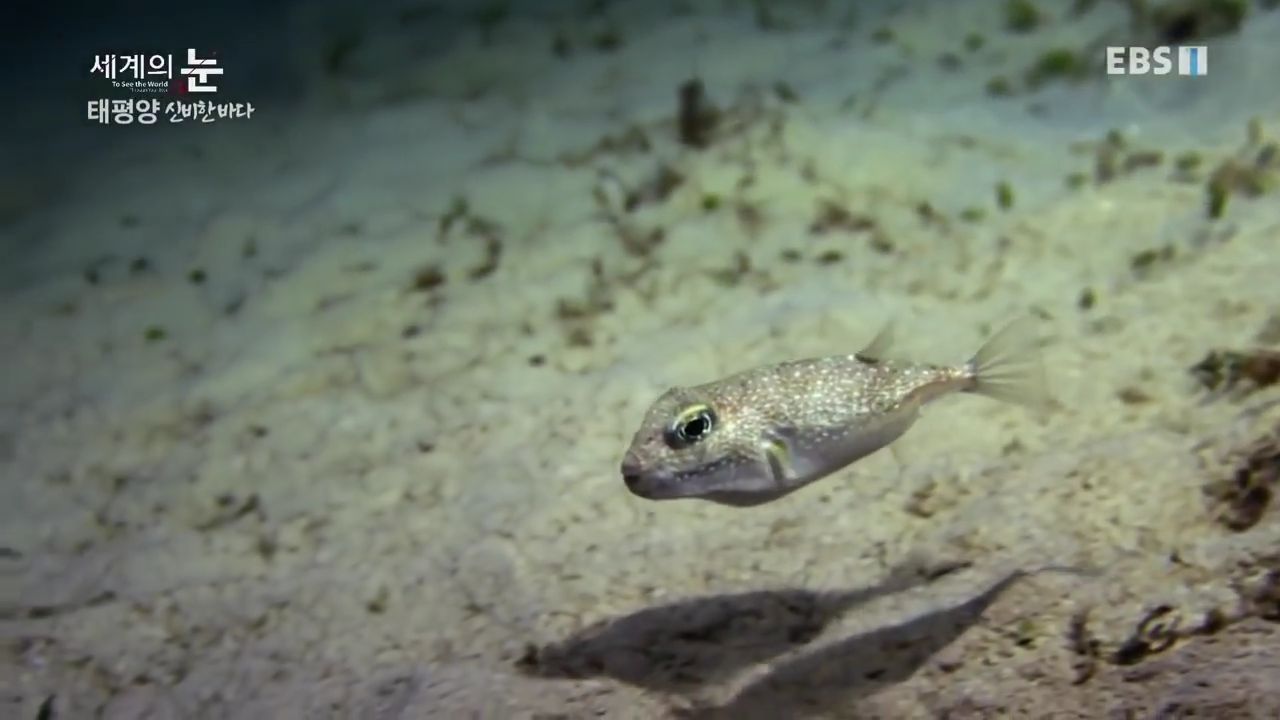정말 흥미로운 과학자들이 12년만에 밝혀낸 바다속 신비한 문양의 비밀.jpgif | 인스티즈