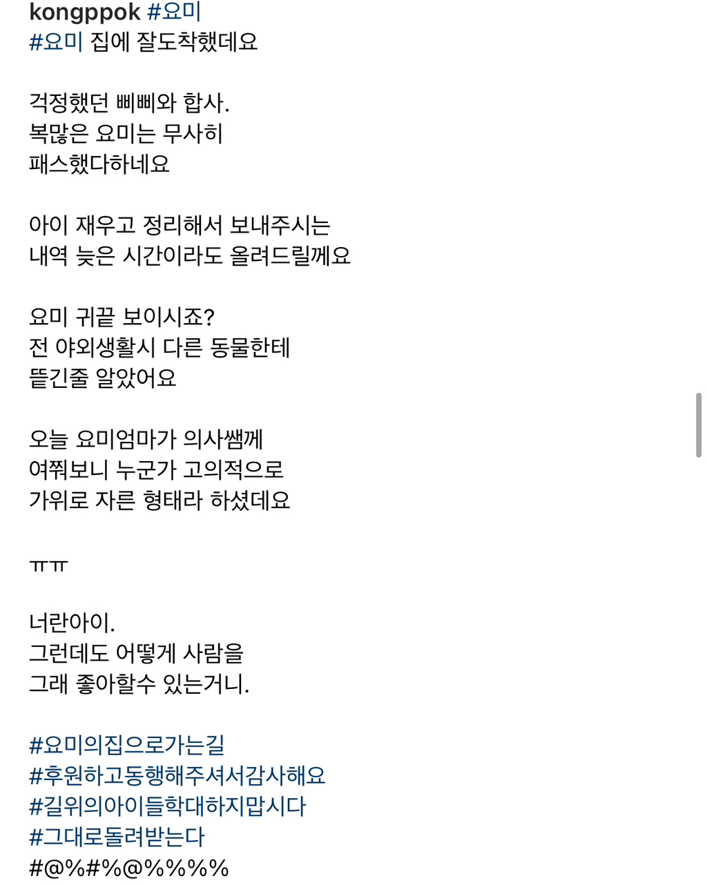 기적에 기적이 이어진 강아지 요미의 이야기 | 인스티즈