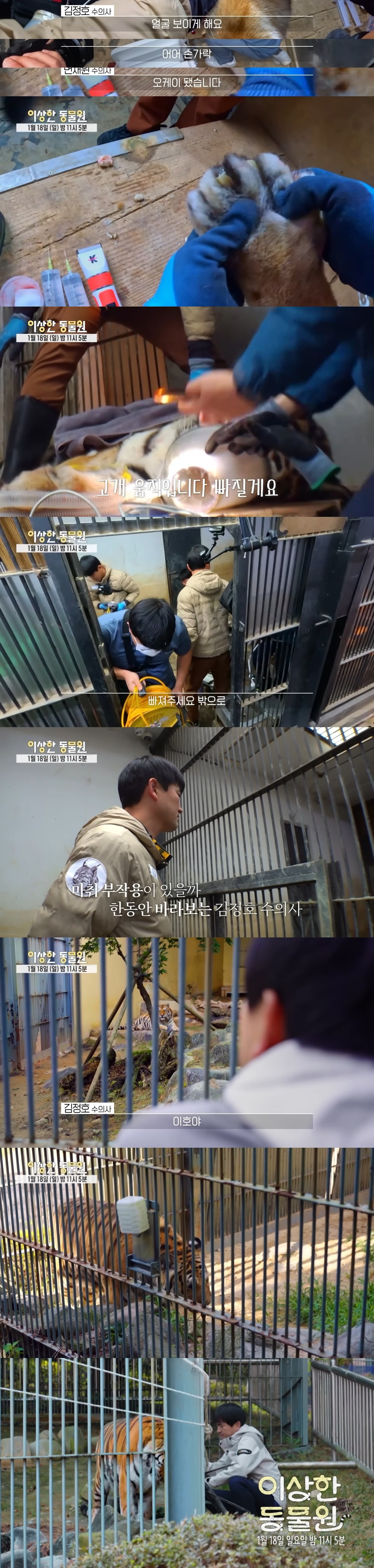 호랑이 내성 발톱 치료를 위해 목숨까지 거는 수의사 | 인스티즈