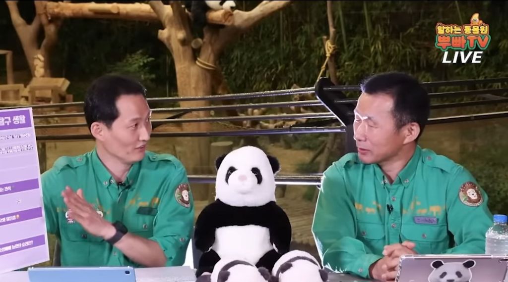 판다월드 반장선거에 나간 루이바오 🐼 | 인스티즈