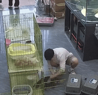 고양이를 막 던지는 | 인스티즈