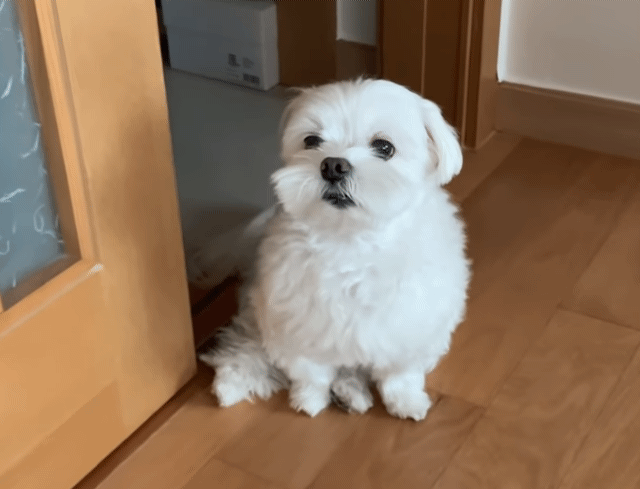 현관을 못 벗어나는 집돌이 강아지.gif | 인스티즈