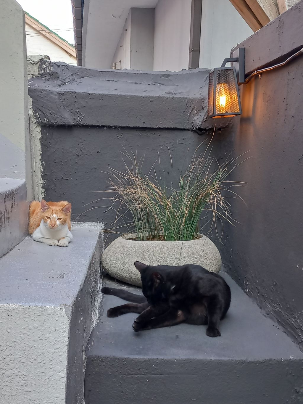 길에서 고양이 보면 사진을 안 찍고는 지나갈 수 없는 병에 걸림 😚🐈‍⬛🐈 | 인스티즈