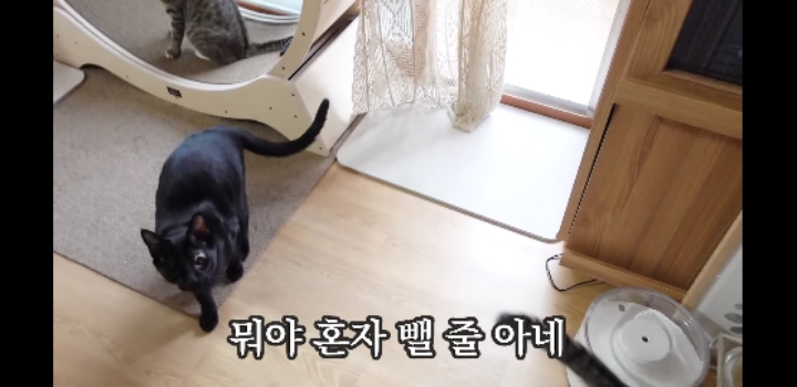 우리 고양이가 이상해요 ;;;;;;;;;; | 인스티즈