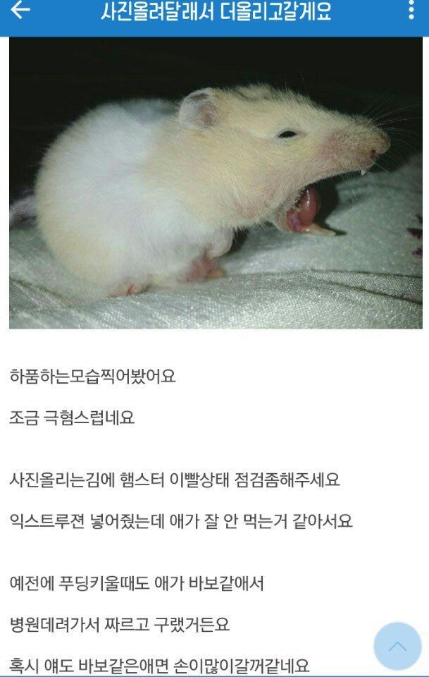 저희집햄스터 너무 쥐같애요 | 인스티즈