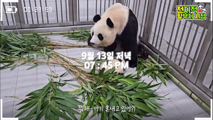 공동육아의 개념을 아는듯한 이뻐이뻐 아이바오🐼 | 인스티즈