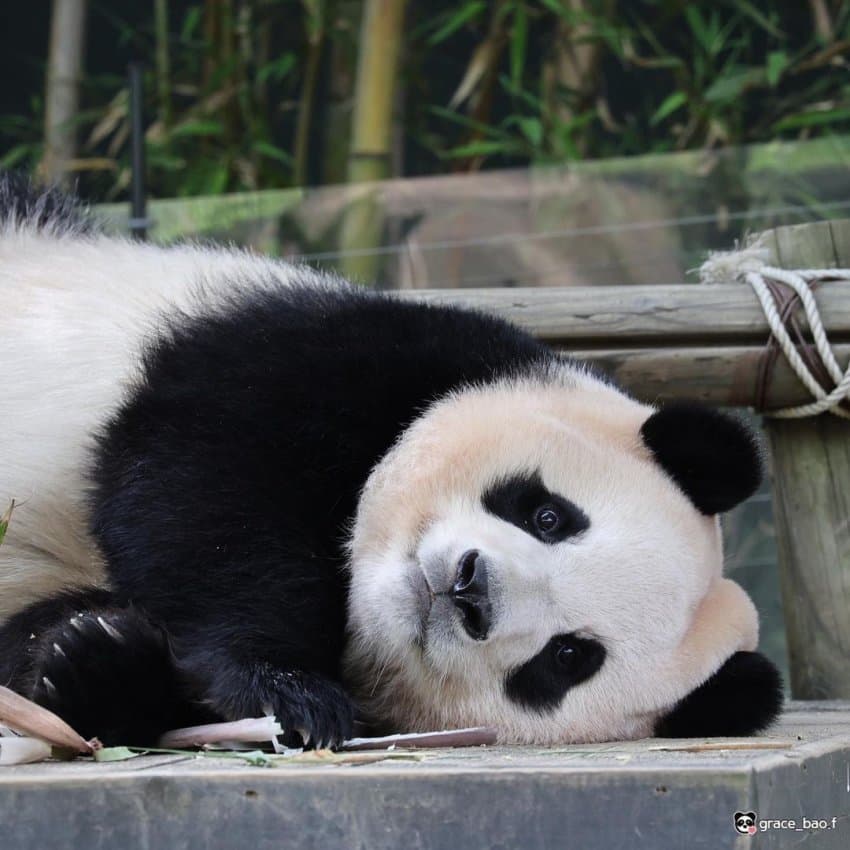 푸바오 얼굴 찌부 짤 모음 🥴 | 인스티즈