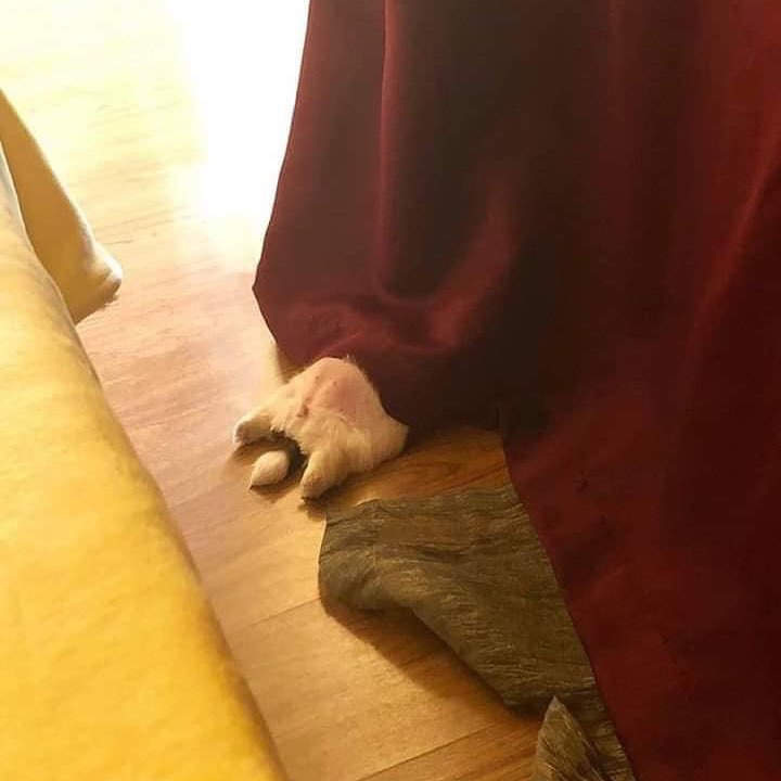 832f57d98273c3196e72bd8e6cc1dce3f7b61379