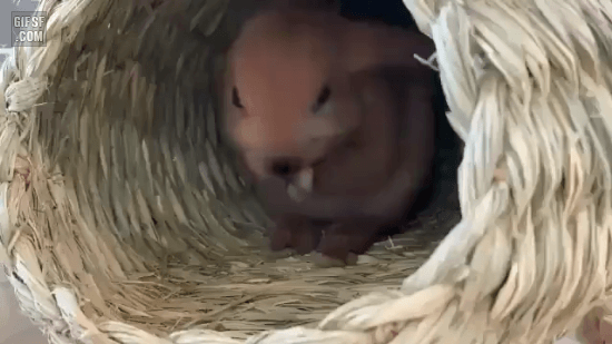 토끼가 잠드는데 걸리는 시간 | 인스티즈