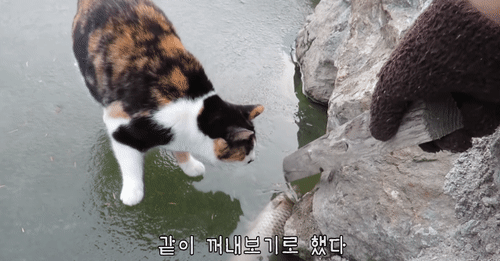미국 뉴스채널에서 컨택당한 hahaha네 삼색이 | 인스티즈