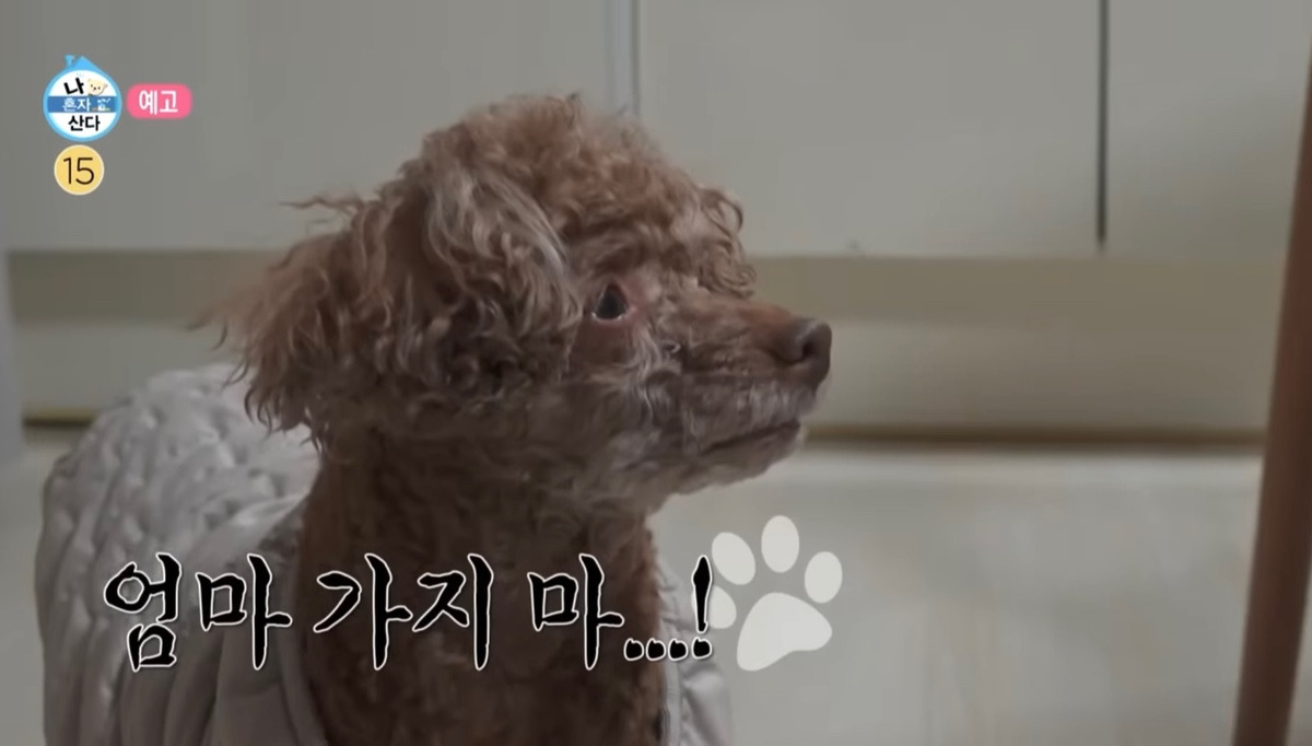이주승 강아지 무려 한달간 봐줘야함 | 인스티즈