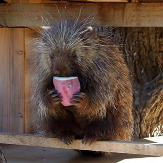 83664005a897e6e8834cb6a765a5eb91b81083d9