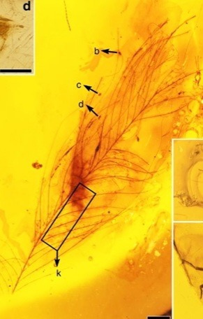 공룡 깃털있는거 확실시된게 ㄹㅇ 깃털들이 발굴되어서구나 | 인스티즈