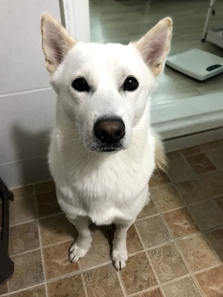 우리집 개 자는거 보실분? | 인스티즈