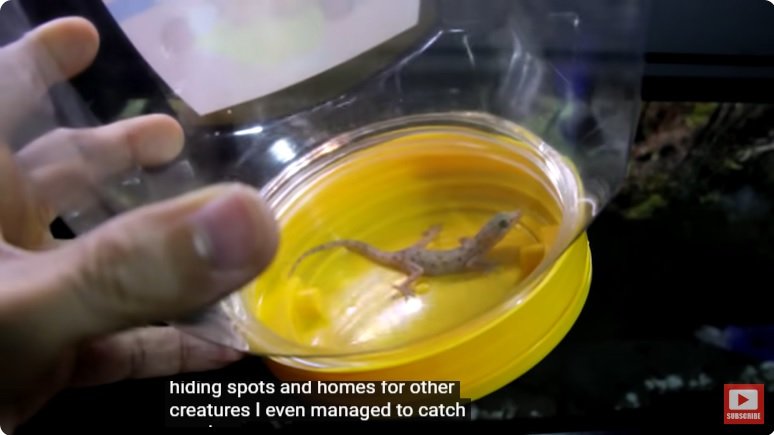 거대한 수조에 열대우림 환경을 조성해놓으면 생기는 일 - 3 | 인스티즈