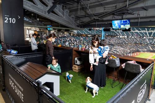 일본에서 올해 새로 오픈한 돔구장 | 인스티즈