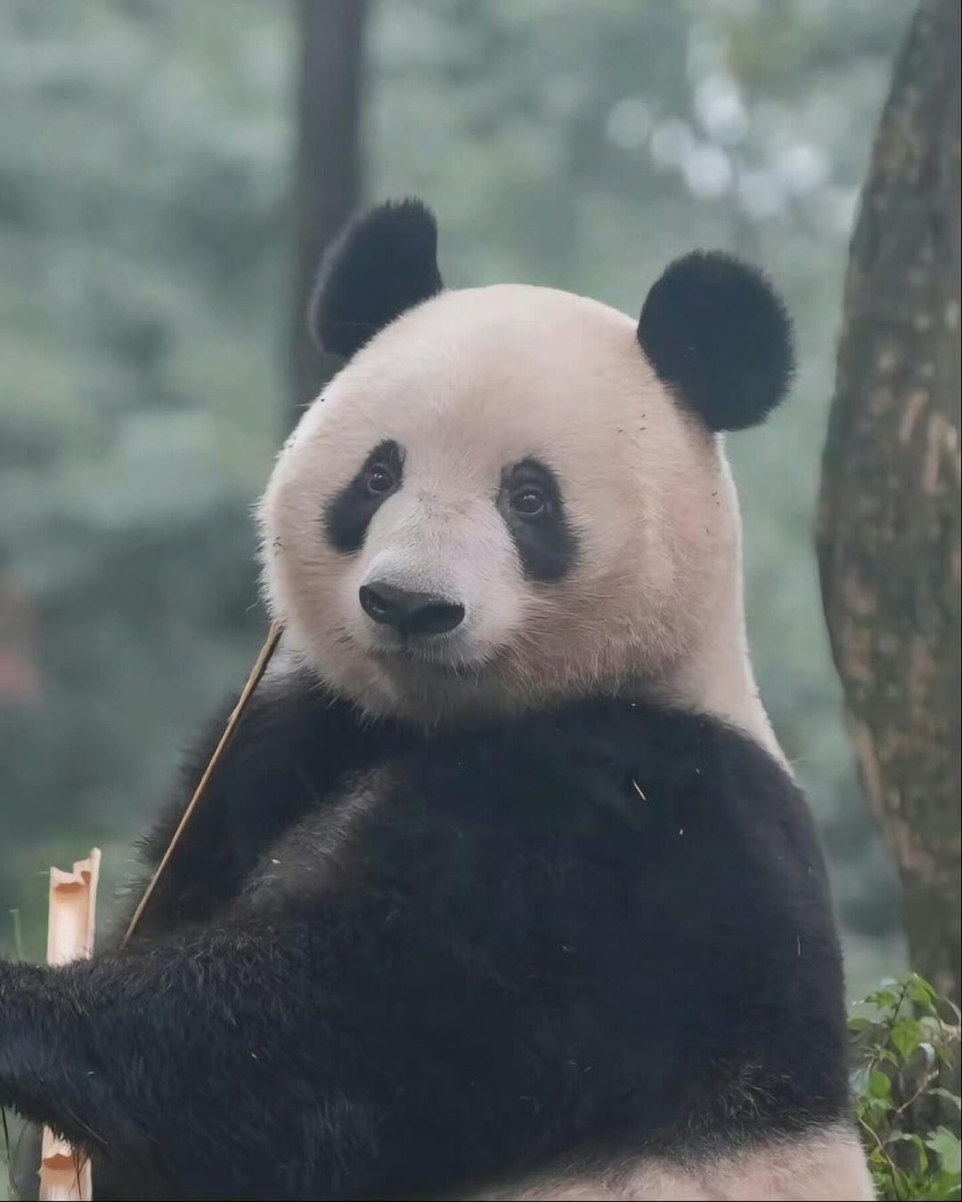 신기하게 국적(?)이 보이는 판다들 | 인스티즈