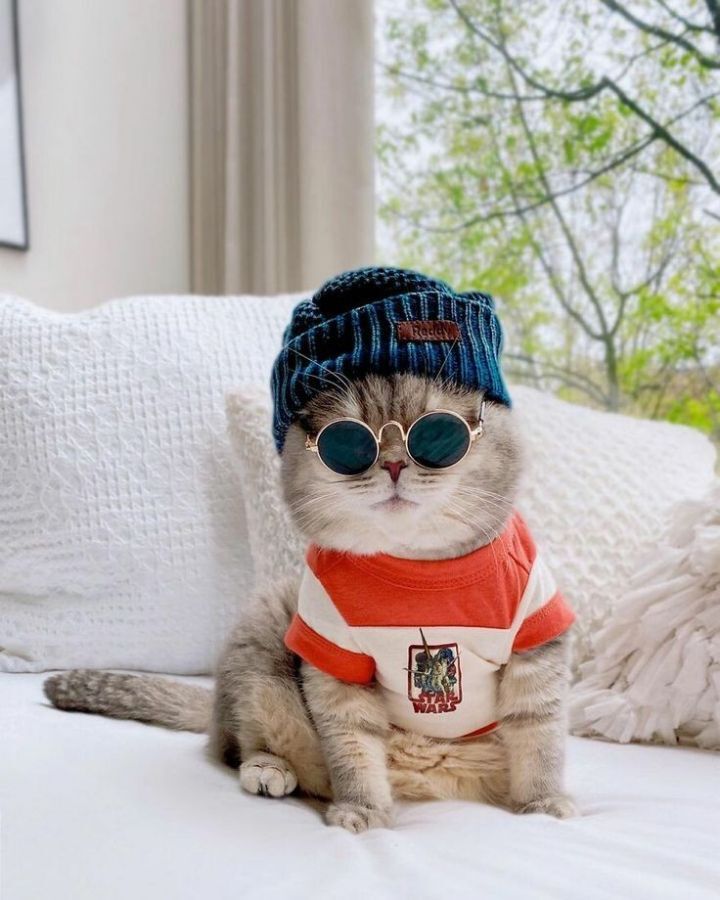 옷 잘입는 고양이 데일리패션 | 인스티즈