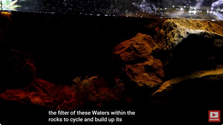 거대한 수조에 열대우림 환경을 조성해놓으면 생기는 일 - 3 | 인스티즈