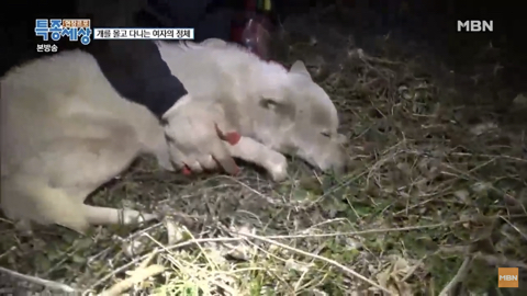 당신이 버린 강아지는 어떻게 되었을까 | 인스티즈