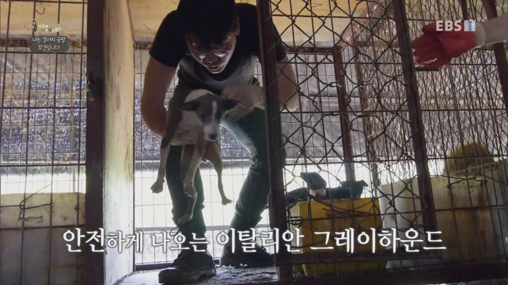 [세상에나쁜개는없다] 강아지 공장에서 구조되어 설채현 전문가에게 입양된 '세상이' 근황 | 인스티즈
