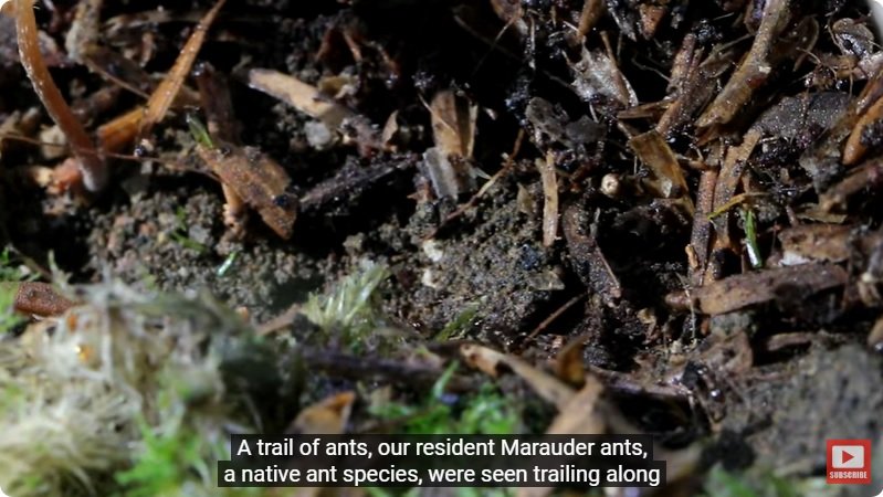 거대한 수조에 열대우림 환경을 조성해놓으면 생기는 일 - 4 | 인스티즈