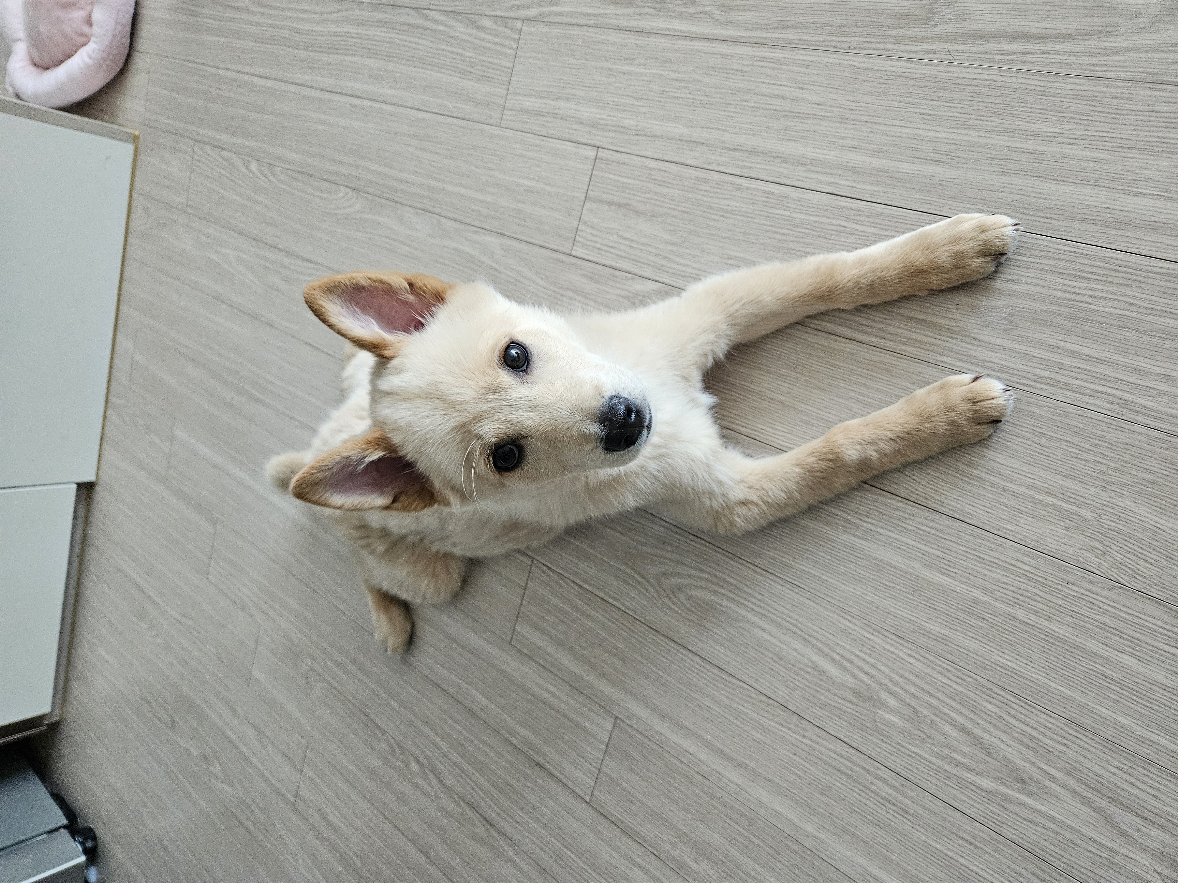 우리집 댕댕이 자랑 한번 해도 될까용? | 인스티즈