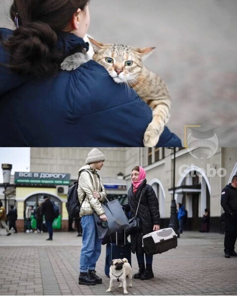 피난가는 강아지, 고양이들 | 인스티즈