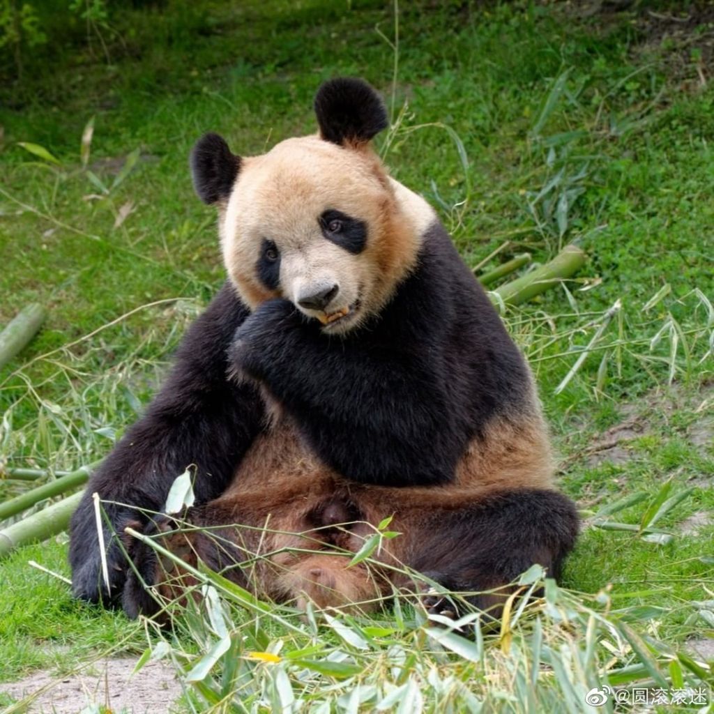 신기하게 국적(?)이 보이는 판다들 | 인스티즈