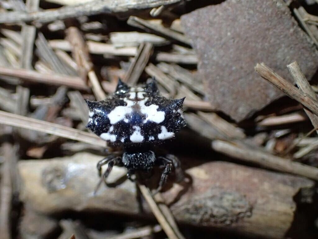 신기한 거미들 | 인스티즈