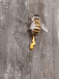 벌이 똥싸는 짤로 유명한거 사실인가요? | 인스티즈