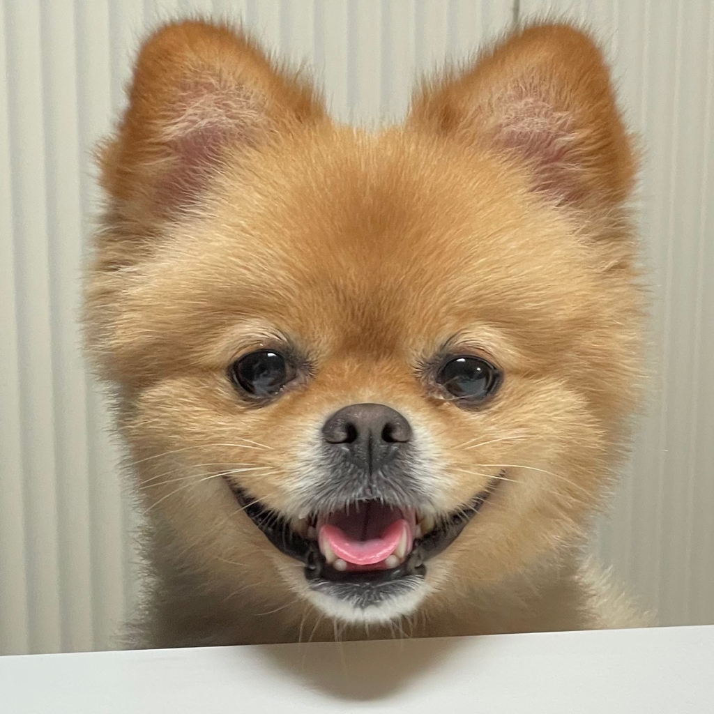 우리집 개 자는거 존못이야 | 인스티즈