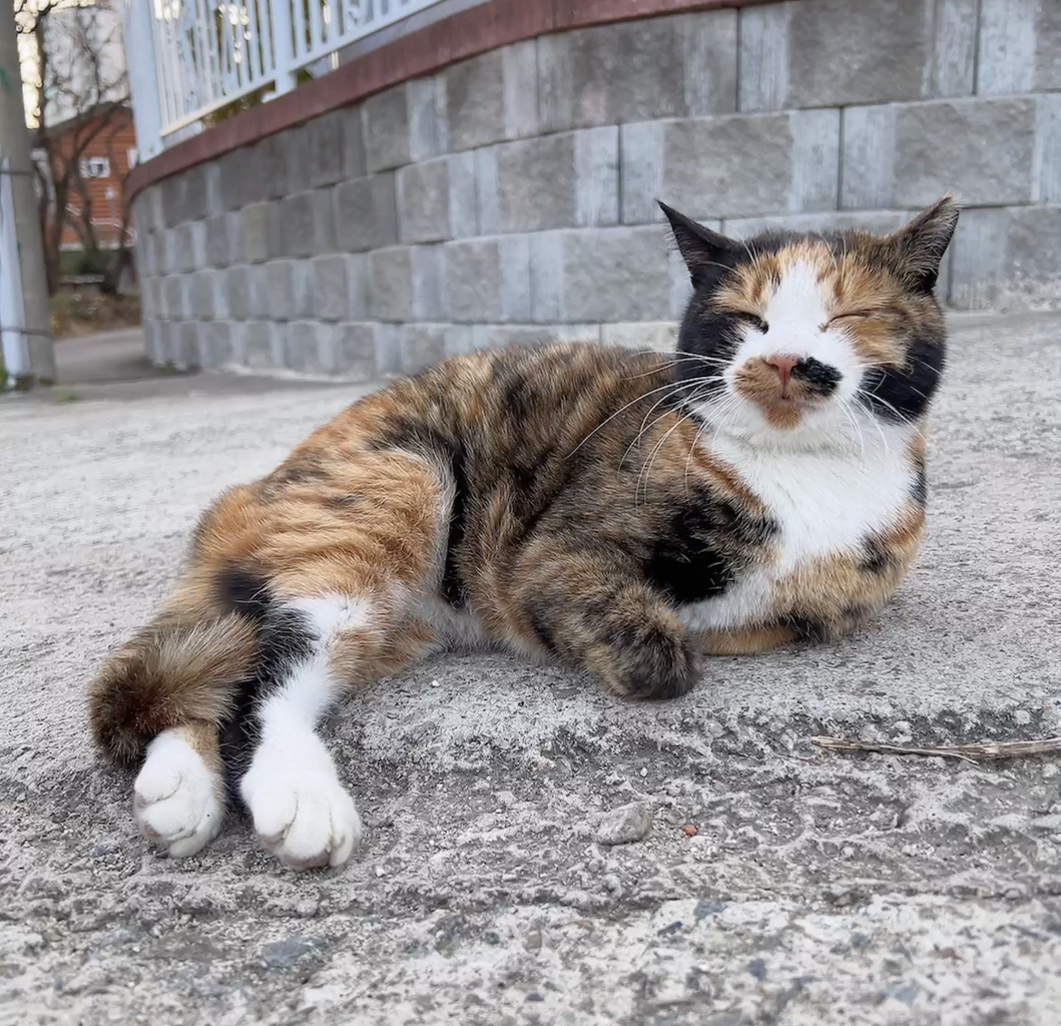 나 약간 피리부는 사나이...?🐈🐈🐈 | 인스티즈