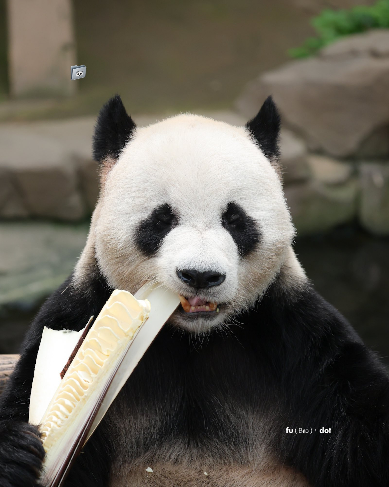 러심후난 (러바오 심은 데 후이바오 난다)🐼 | 인스티즈